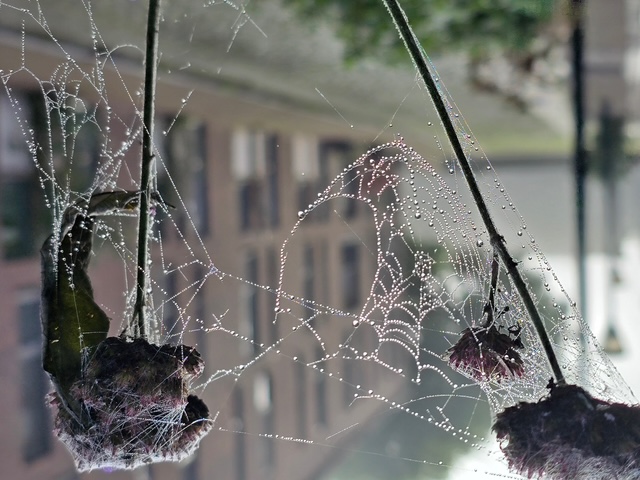 Zen.nl, Zen, meditatie, leren mediteren, foto